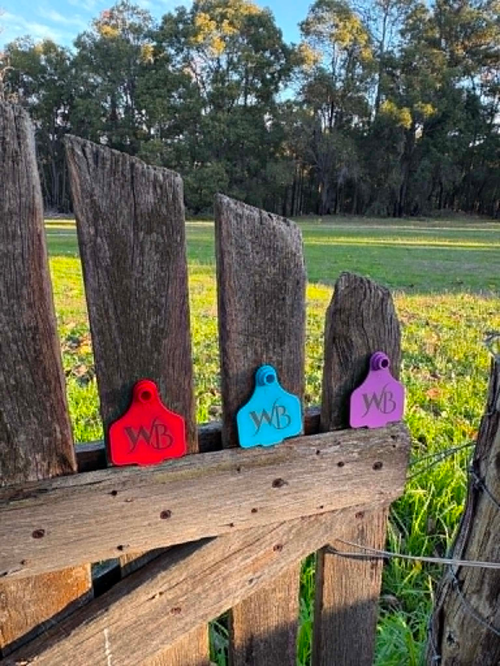 Cattle Tags - red blue purple close up